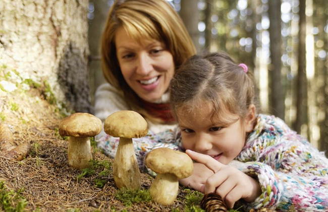 Можно ли ребенку давать грибы?