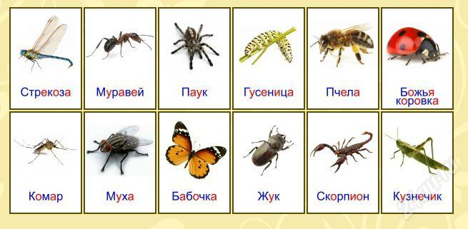 Забавные насекомые» — игры в детском саду