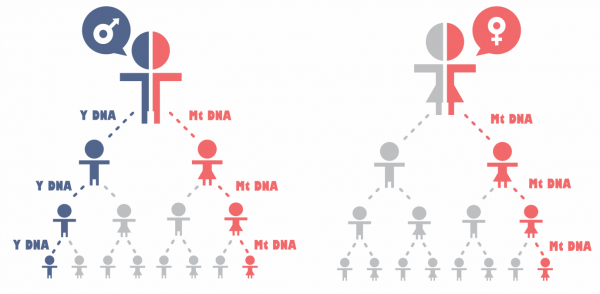 Генетическая генеалогия